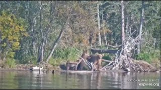 273 and Her Spring Cubs Return - September 8, 2023 (explore.org)
