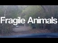 Fragile Animals - Light That Fades Recording Session