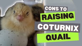 The Cons to Raising Coturnix Quail