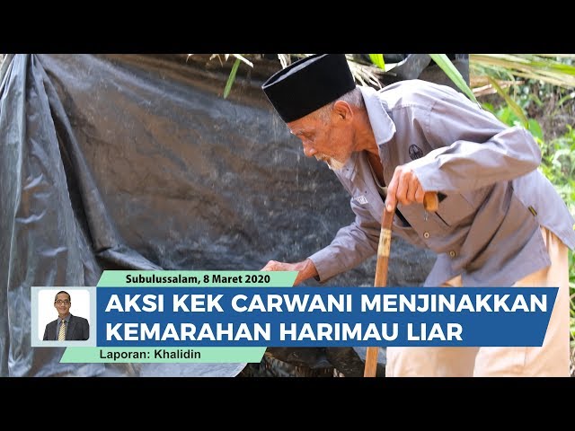 Aksi Kakek 83 Tahun Taklukan Harimau Liar. Carwani Dikenal Sebagai Pawang Raja Hutan Dari Aceh class=