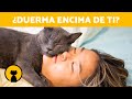 ¿Por qué mi GATO DUERME ENCIMA MÍO? 🐱 (5 Motivos)