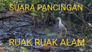 PANCINGAN SUARA RUAK RUAK ALAM,TERBUKTI