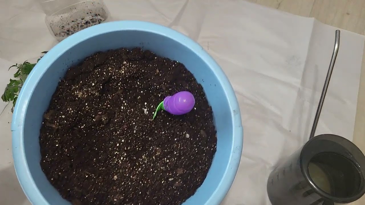 Пикирую томаты 