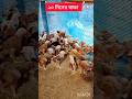 #sonali #farming #viral #short #Ak poultry feed