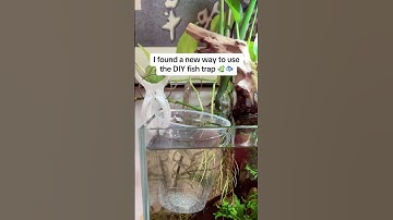 I found a new way to use the DIY fish trap. 🌿🐟 #shorts