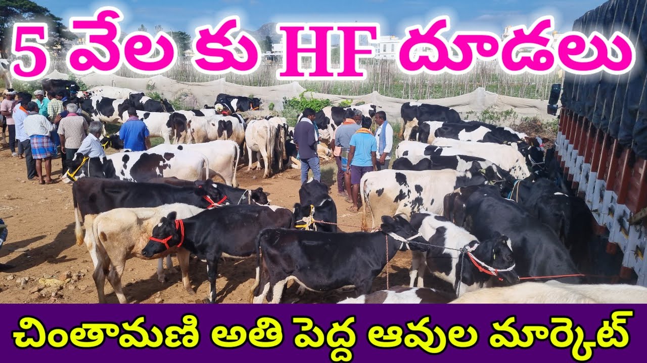 5 వేల కు HF దూడలు చింతామణి ఆవుల మార్కెట్ 15 9 2024 chintamani cows market Today #cow #dairyfarming