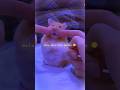Golu Molu 💕🐭|| Cute Mouse 🐁|| Tranding ❤️‍🔥 || #shorts #lyrics #edit