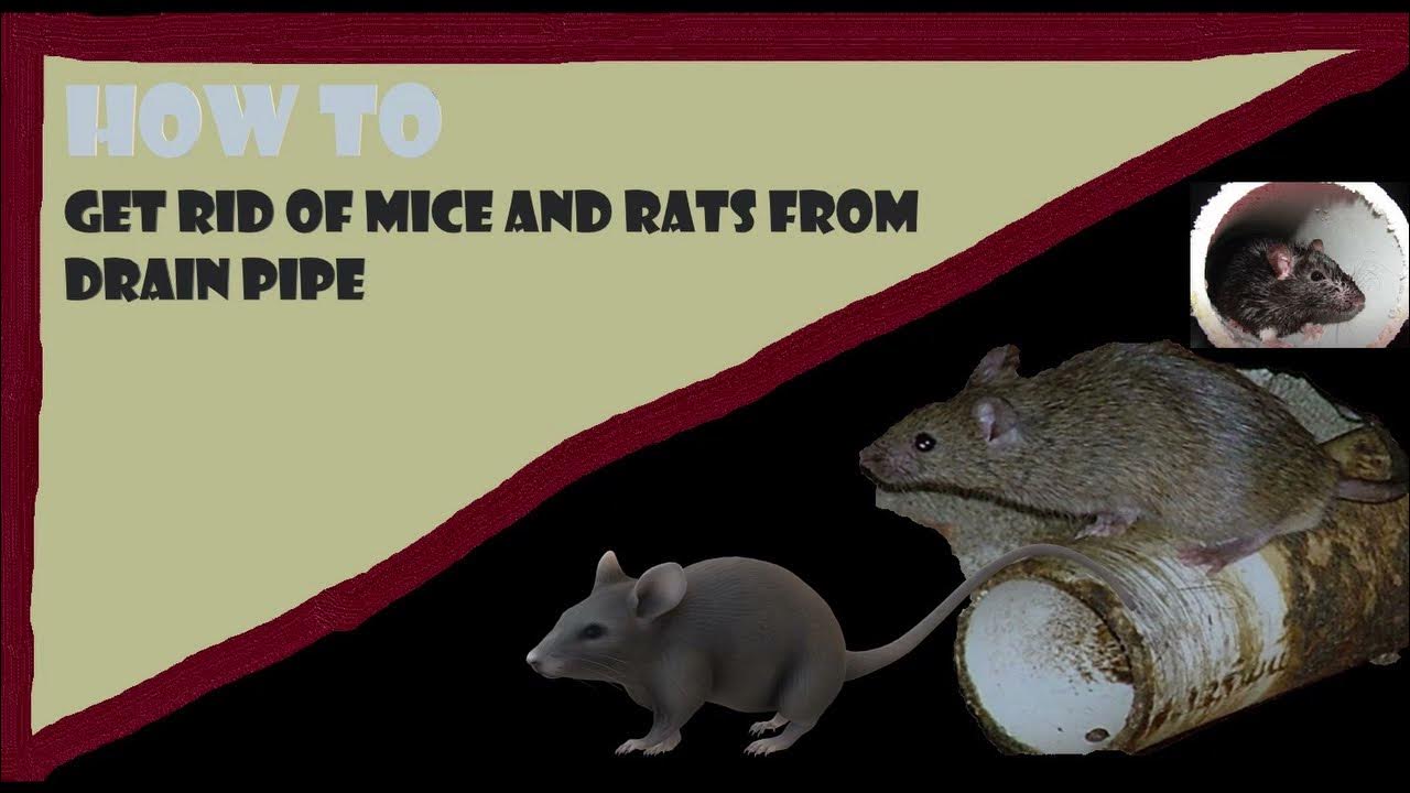 get-rid-of-mice-rats-from-drain-pipe-youtube