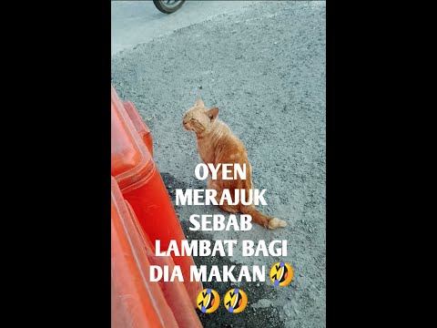 Kelakuan OYEN lambat makan