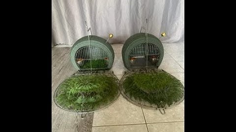 Quốc trống mồi rút bổi kịt liệt ae xem clip vv nhé