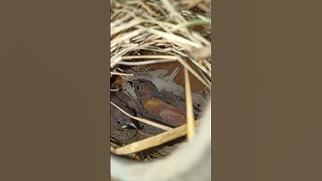 23rd Day Java sparrow chick #burjkhalifa #tiktokvideo #switzerland #foryou #javasparrow #javabirds