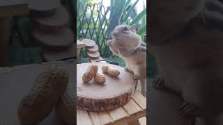 chipmunk stuffing cheeks with large peanut
