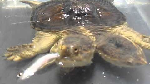 The world first 2 Headed Hypo Common Snapping Turtle