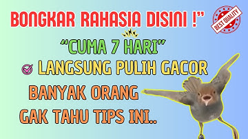 💥Cara Mengatasi Burung Prenjak Macet Bunyi PuLih Gacor Terampuh