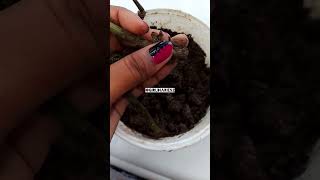 Grow తమలపాకు with stem cutting #gardening #trending #youtube #viral #plants