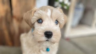 This BEAUTIFUL Mini Schnauzer Boy is AVAILABLE!! - Jax in Training Summer 2023 by Lani Larson 482 views 9 months ago 3 minutes, 46 seconds
