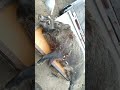 今季最大の猪さん♂#Shorts#猪猟#ジビエ