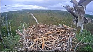 12 Aug ~ KL5 ends up dragging 2C5 off the nest ~ Osprey ~ ©RSPB LG & WildlifeWindows