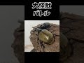 ヘラクレスオオカブトvsコーカサスオオカブト