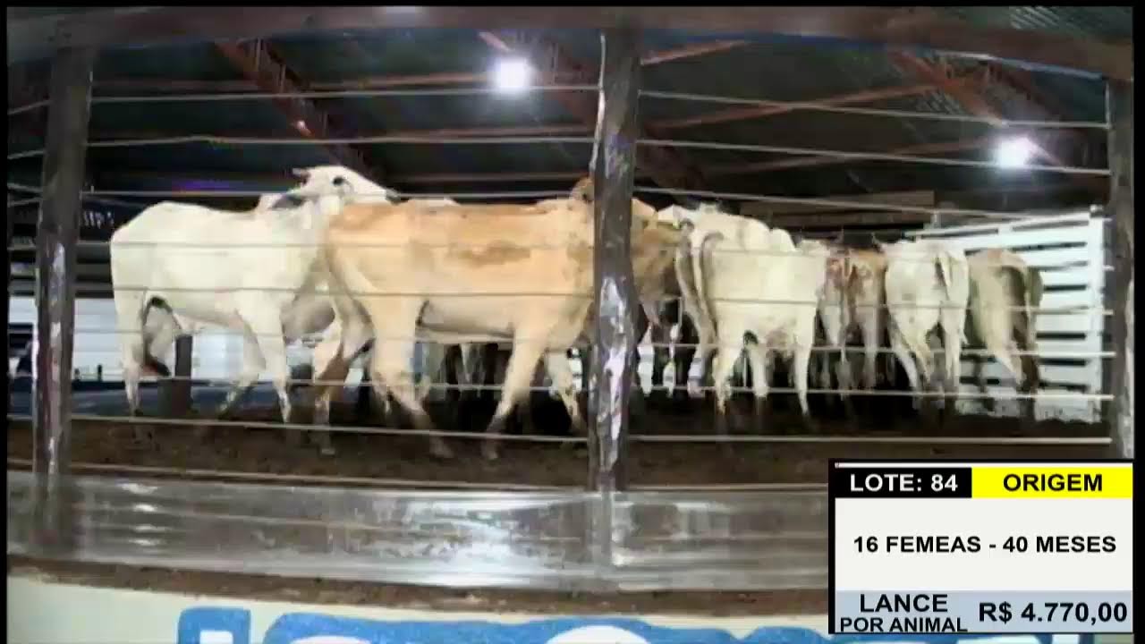 Leilão Leilomazi - Dois Córregos (04/03/2026)