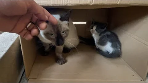 Watch the video about Mother Siamese cat with her cute kittens waiting to be fed.