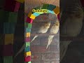 Cute cockatiels enjoying their day 🐦💛 #cockatiel #shorts #ytshorts