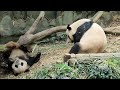 20230222 Giant Panda Le Le 叻叻 &amp; Jia Jia 嘉嘉 afternoon play session @ River Wonders Singapore 新加坡河川生态园