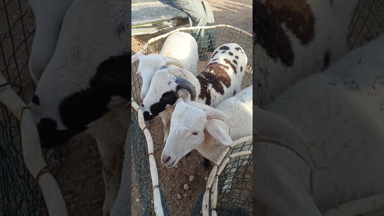 اسعار المواشي الجزائر اليوم من سوق المواشي قصر الحيران بالاغواط 9مارس 2026