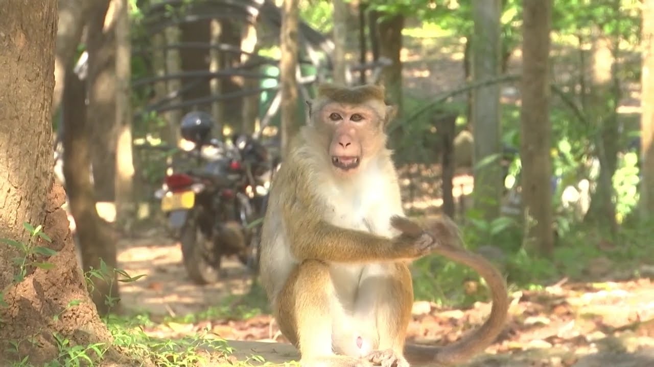 Monkey | Cercopithecidae | Wildlife