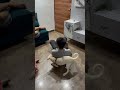 Pets Are So Funny Pets Are So Funny