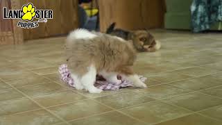 Happy Pomeranian Puppies by Lancaster Puppies 95 views 4 days ago 1 minute, 6 seconds