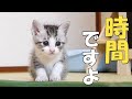 チョコンと座って、ご飯の準備を待つ子猫とご飯が「いる」と鳴く子猫【赤ちゃん猫】【保護猫 子猫】