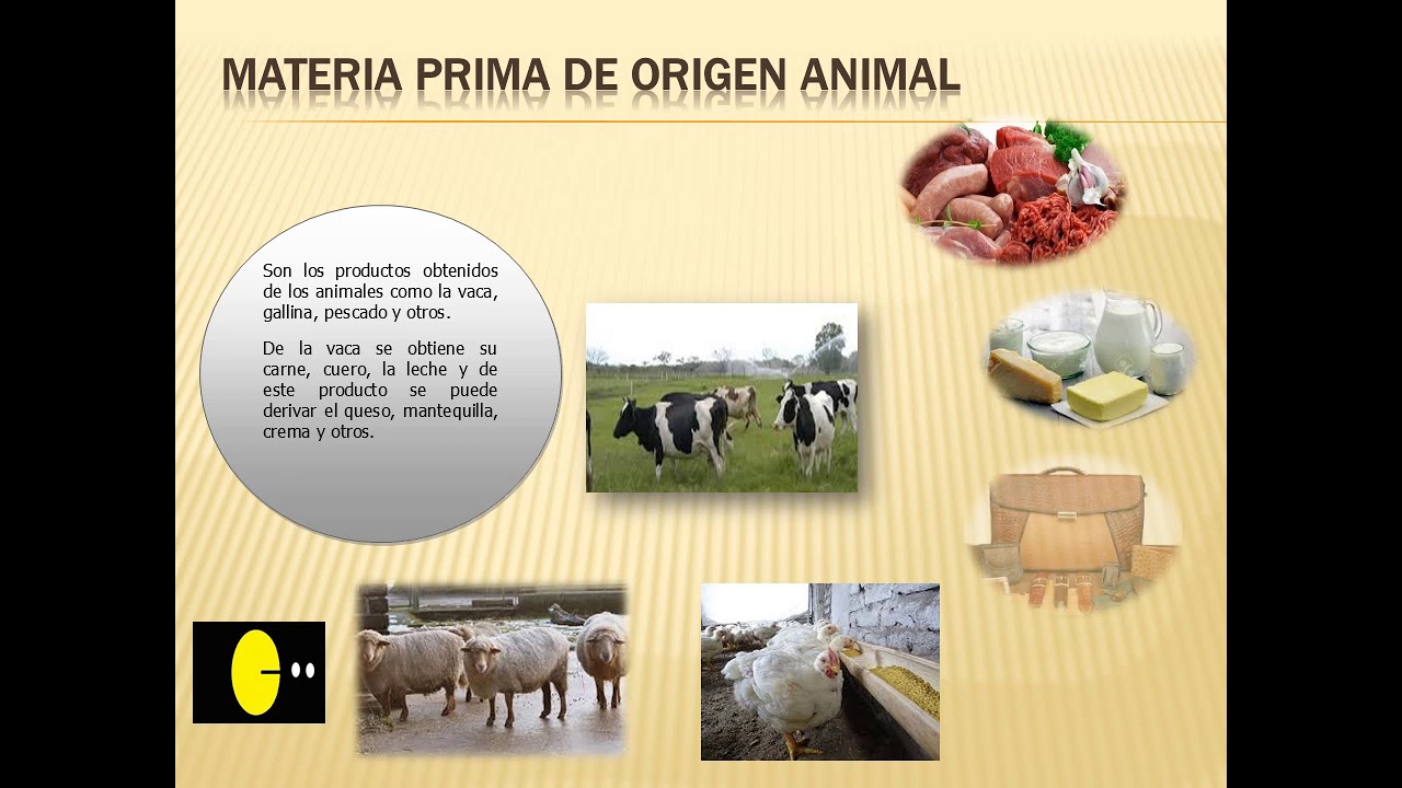 O Que Podemos Fazer Com A Matéria-prima Animal - BRAINCP