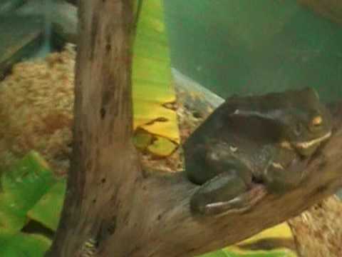 white lipped tree frog
