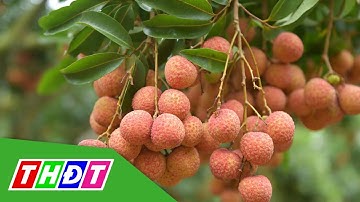 Bắc Giang đã tiêu thụ được gần 50 ngàn tấn vải thiều | THDT
