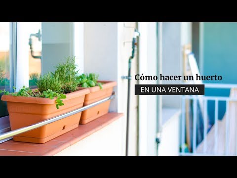 Video: Que Plantar En El Alféizar De La Ventana