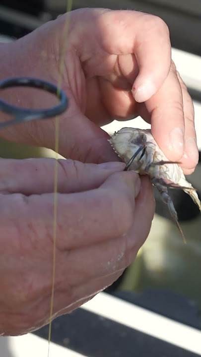 crab #fish #hook #fishing #google #r #fullvideo #catching