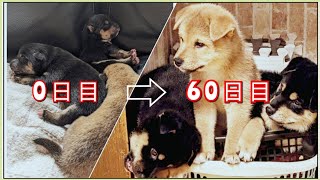 【出産直後から今日までの軌跡】元気に大きくなって60日目を迎えました。温かく見守って下さり、感謝感激です。