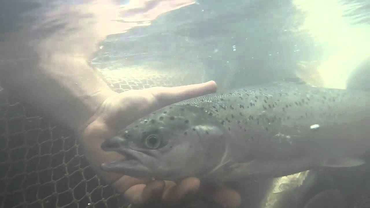 Atlantic Salmon in Tank YouTube