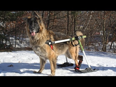 The Walkin' Ski Attachment for the Walkin' Wheels Wheelchair!