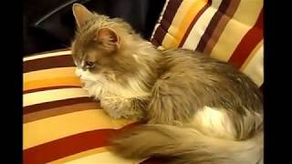 Умирают мои старички-животные...но жизнь продолжается, и у нас новый питомец Умирают мои старички-животные...но жизнь продолжается, и у нас новый питомец
