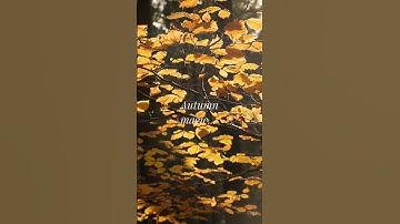 Amazing Autumn Tree I Found in the Woods #natureshorts #relax