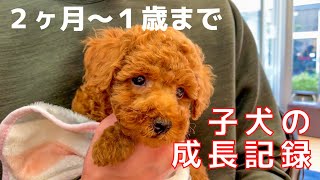 子犬トイプードルが大人になるまでの軌跡