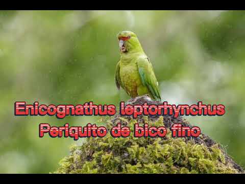 O canto do Periquito de bico fino ( Enicognathus leptorhynchus )