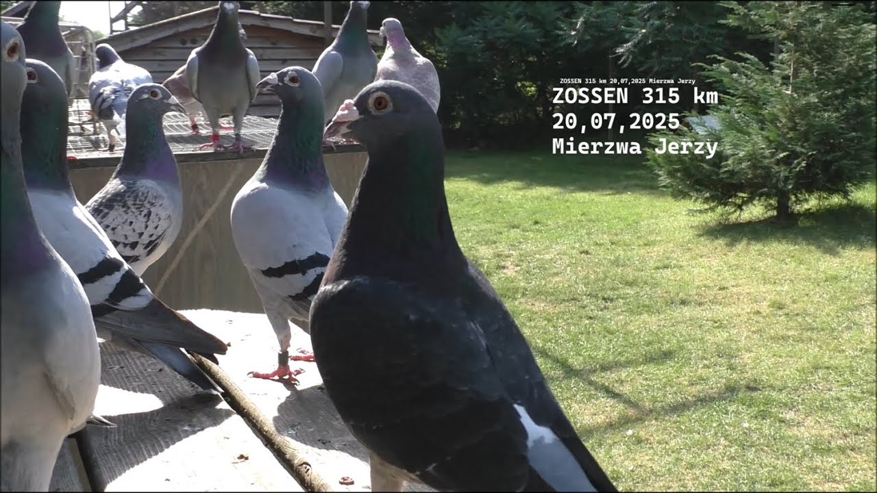 ZOSSEN 315 km 20,07,2025 Mierzwa Jerzy kontakt  663 946 141    Marek Misiak tel , 604 226 330