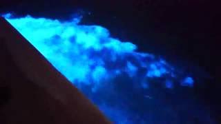 Rock Wharf Luminous Lagoon - Bio-Luminescent Waters -  Falmouth Jamaica