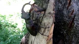 🐞ЖУК-олень🐞 🐞ЖУК-олень🐞