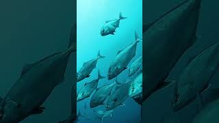 Underwater ROV Fifish V-EVO Qysea