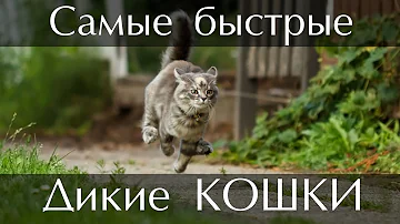 ТОП 10 Самых быстрых диких кошек в мире