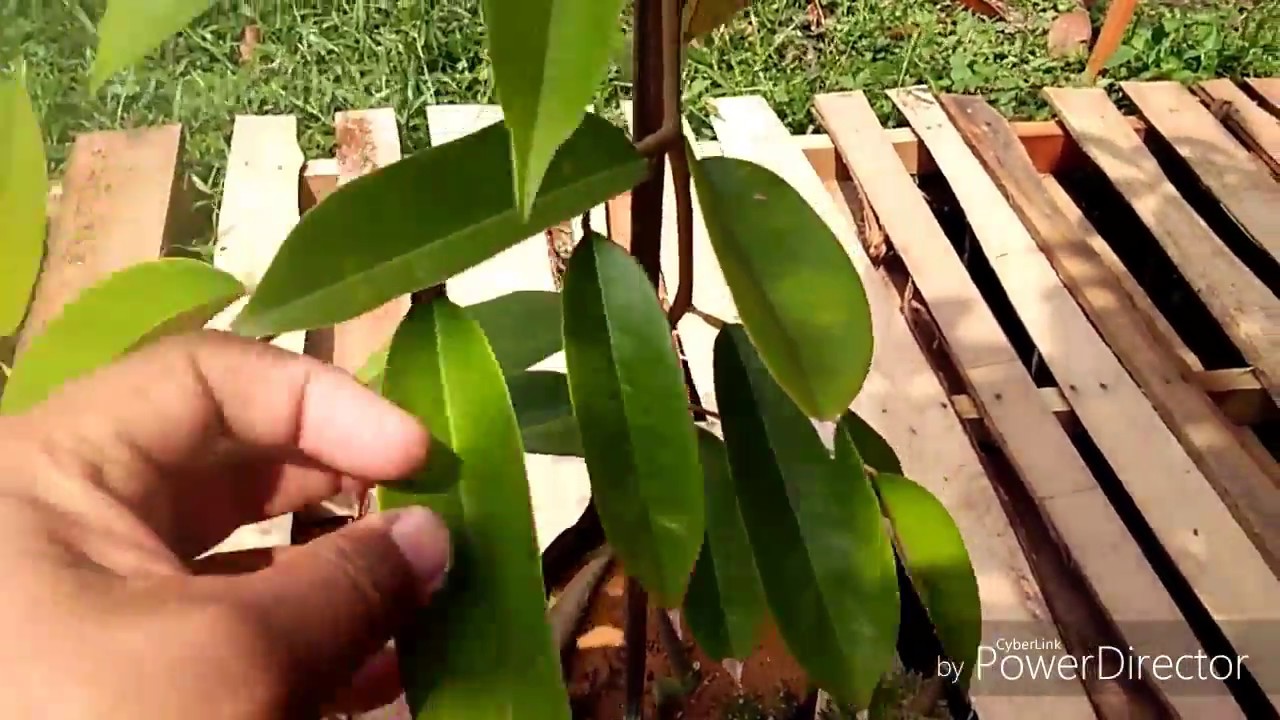 Durian duri hitam pokok Anim Agro